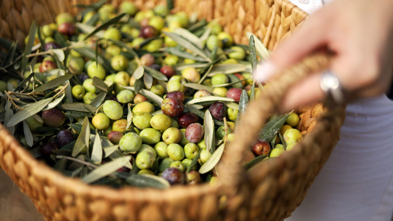 The Power of Early Harvest with Obiado's Olea: Details That Make a Difference in Olive Oil