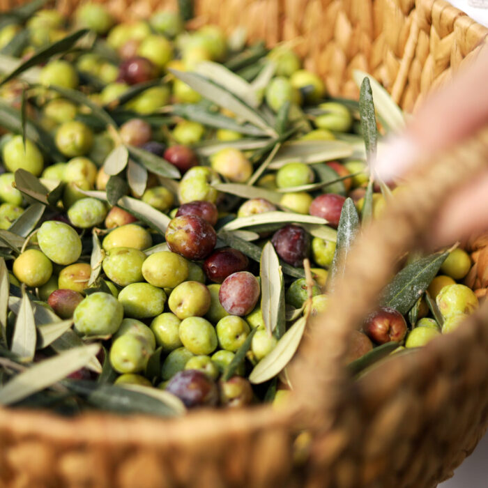 The Power of Early Harvest with Obiado's Olea: Details That Make a Difference in Olive Oil