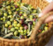 The Power of Early Harvest with Obiado's Olea: Details That Make a Difference in Olive Oil